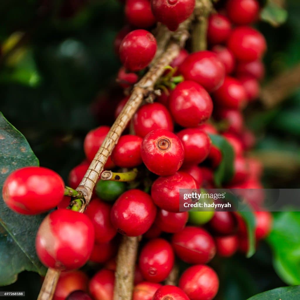 Kenyan Coffee Beans