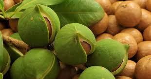 Kenyan Macadamia Nuts