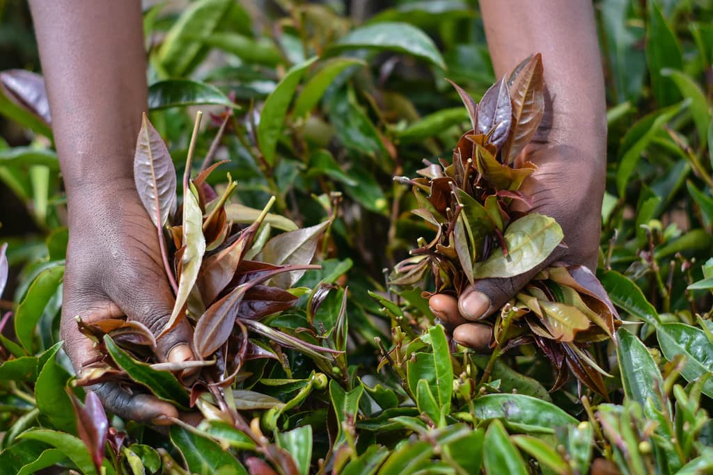 Kenyan Tea Leaves